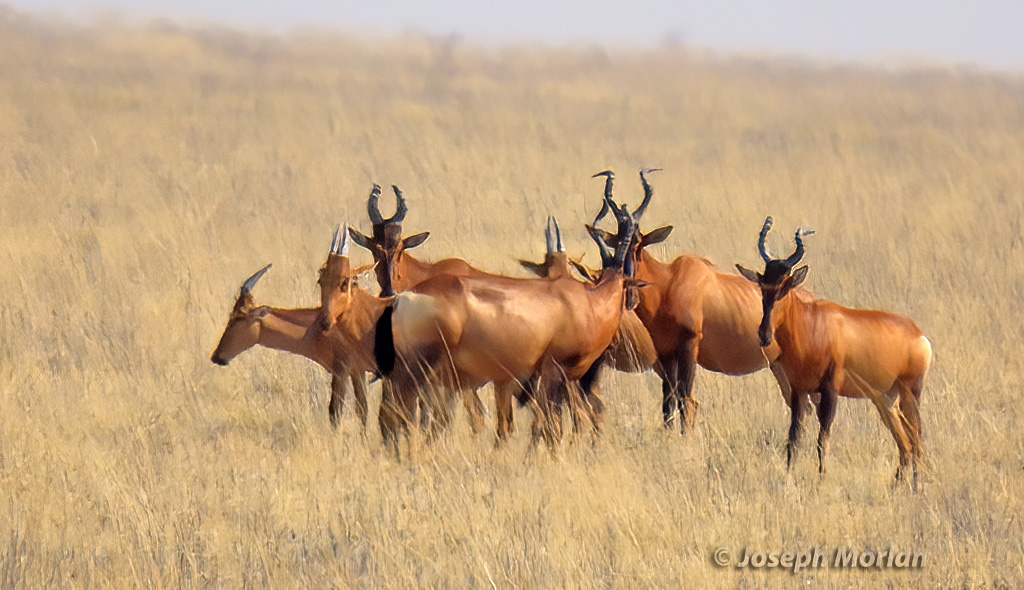 Hartebeest (Alcelaphus buselaphus)