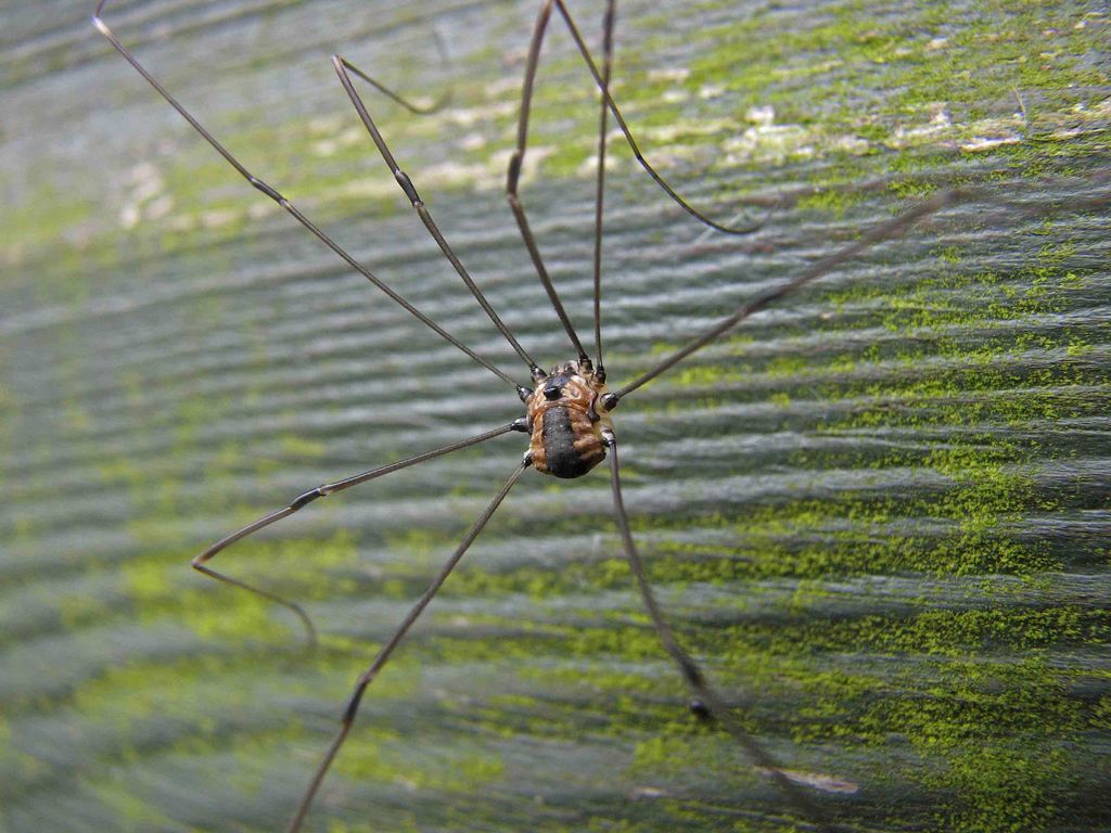 Harvestman