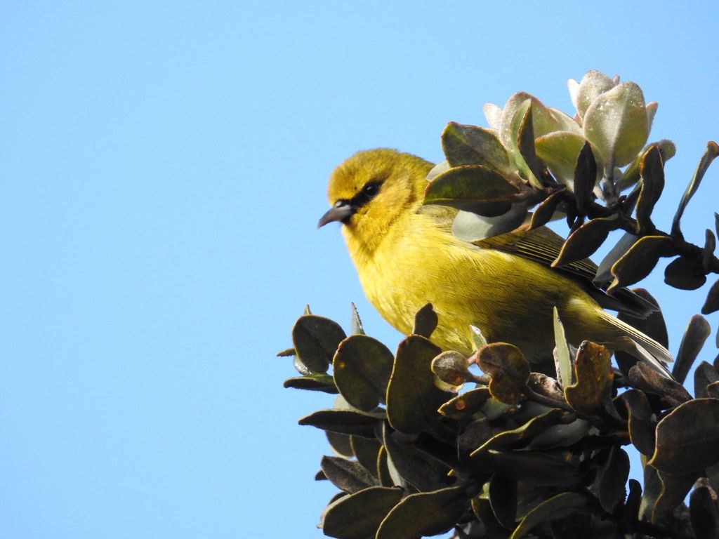 Hawai'i 'Amakihi