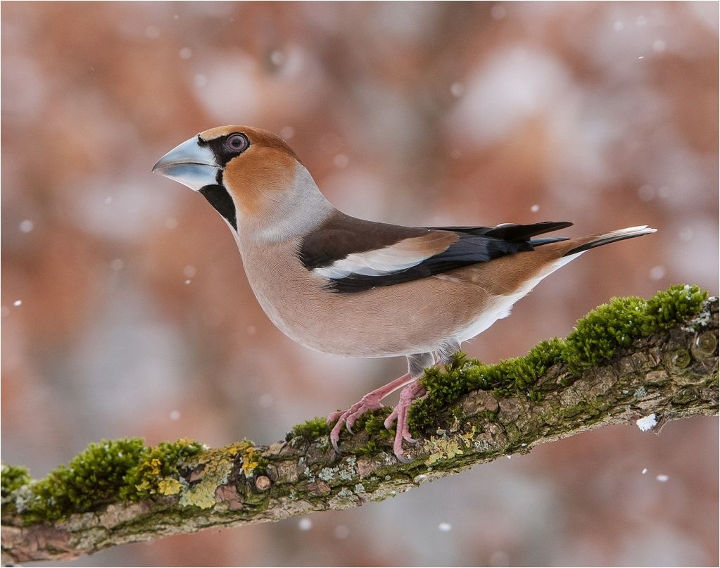 Hawfinch in winter
