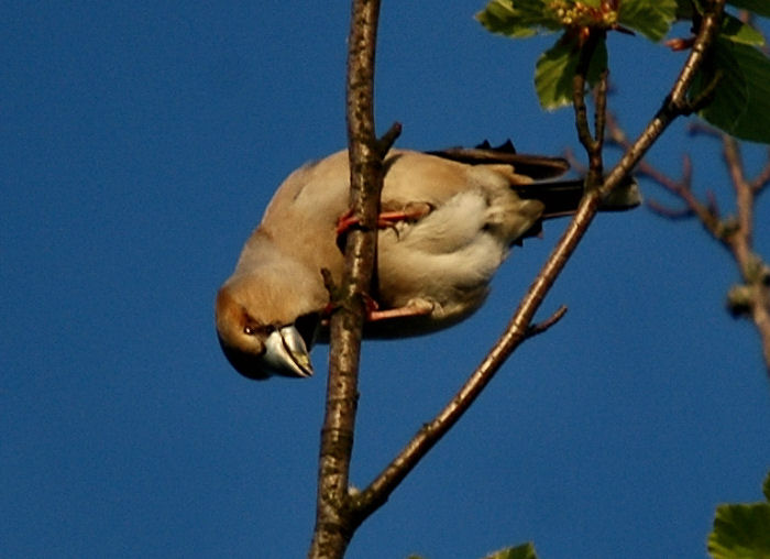 Hawfinch