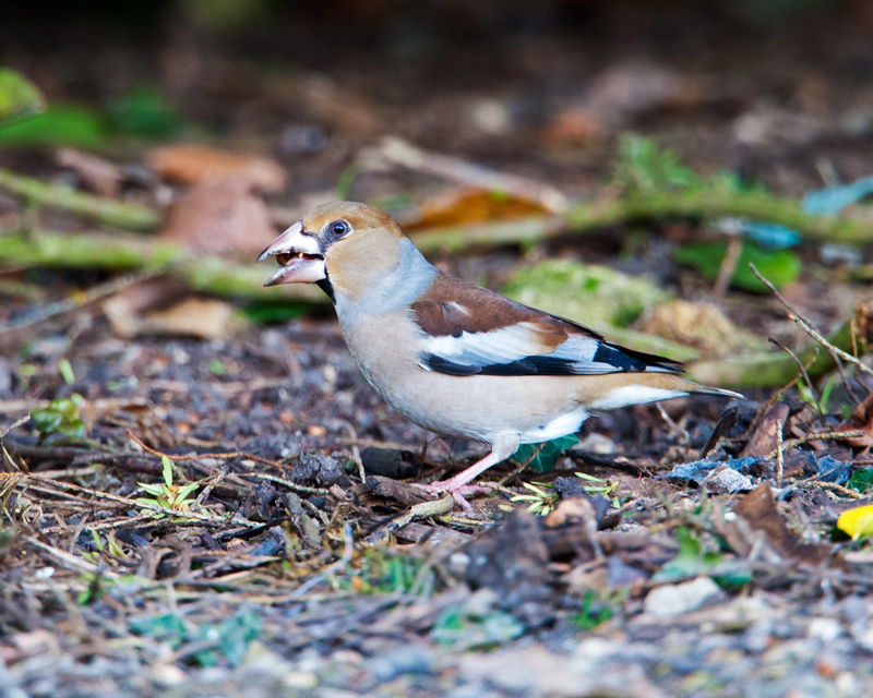 Hawfinch