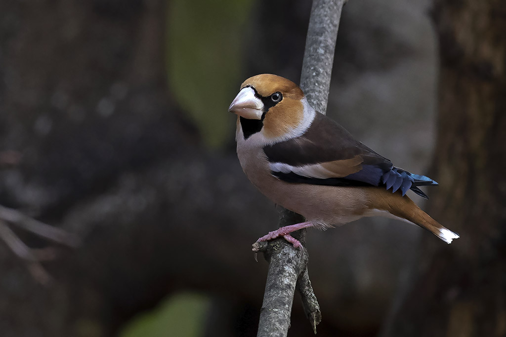 Hawfinch