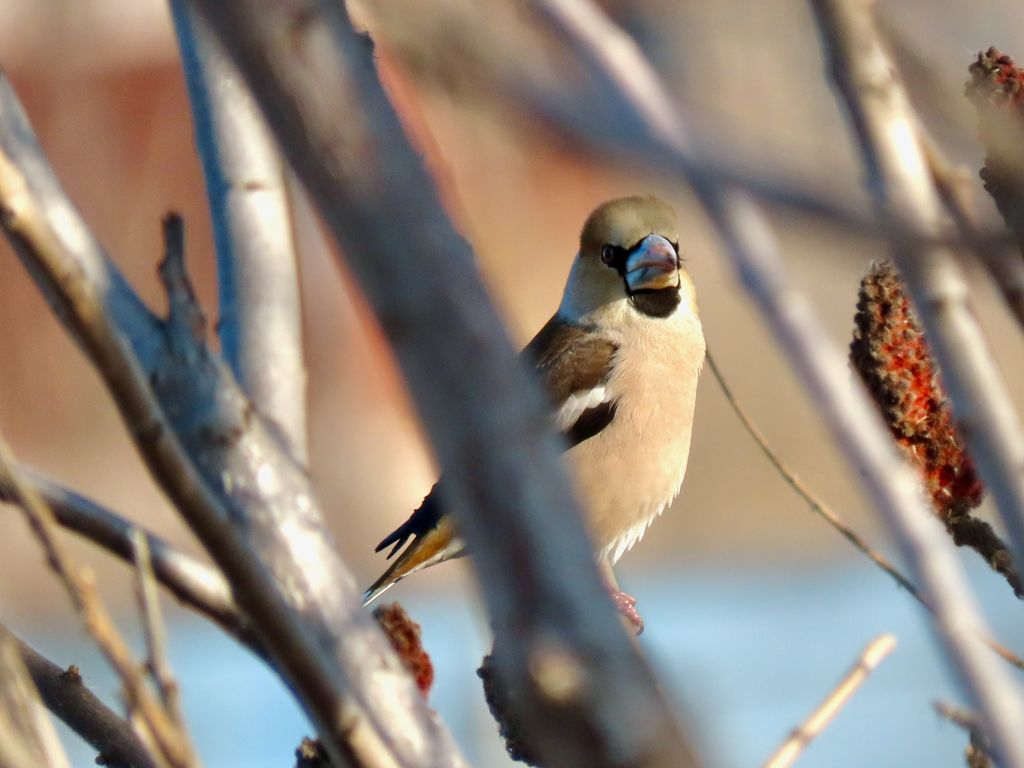 Hawfinch