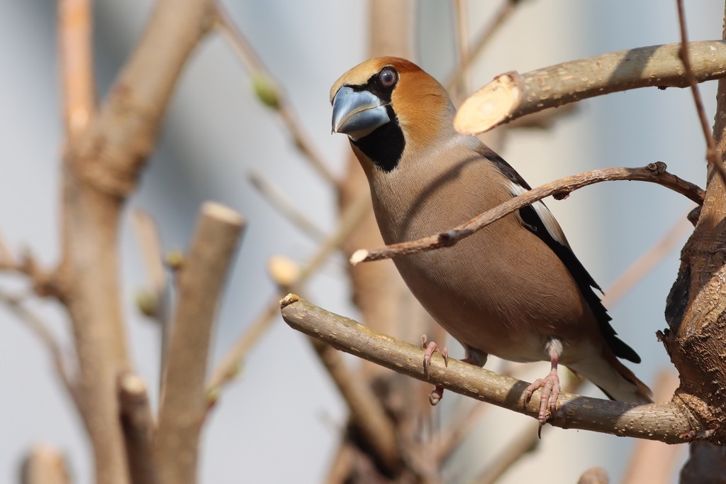 hawfinch