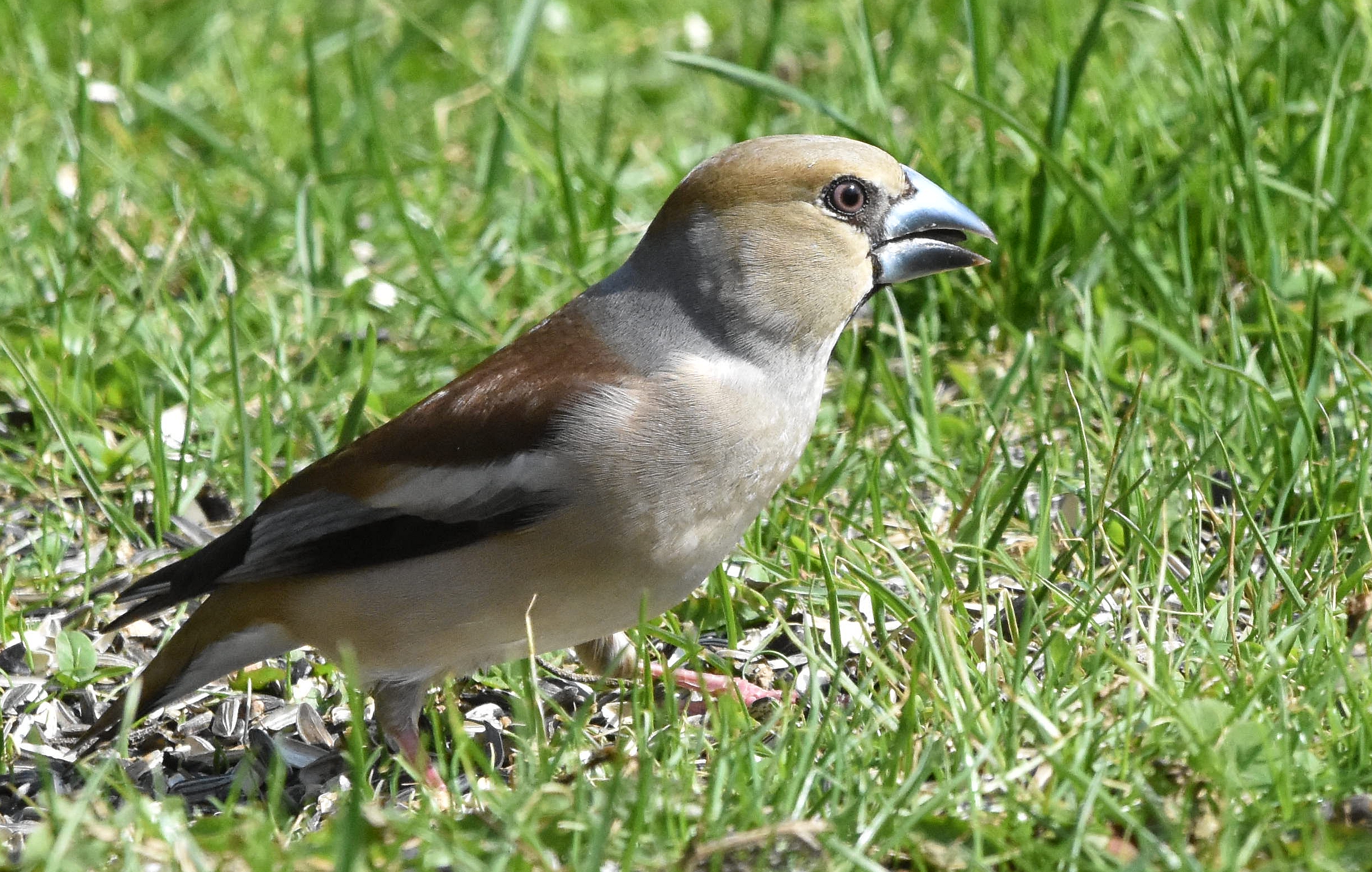 Hawfinch