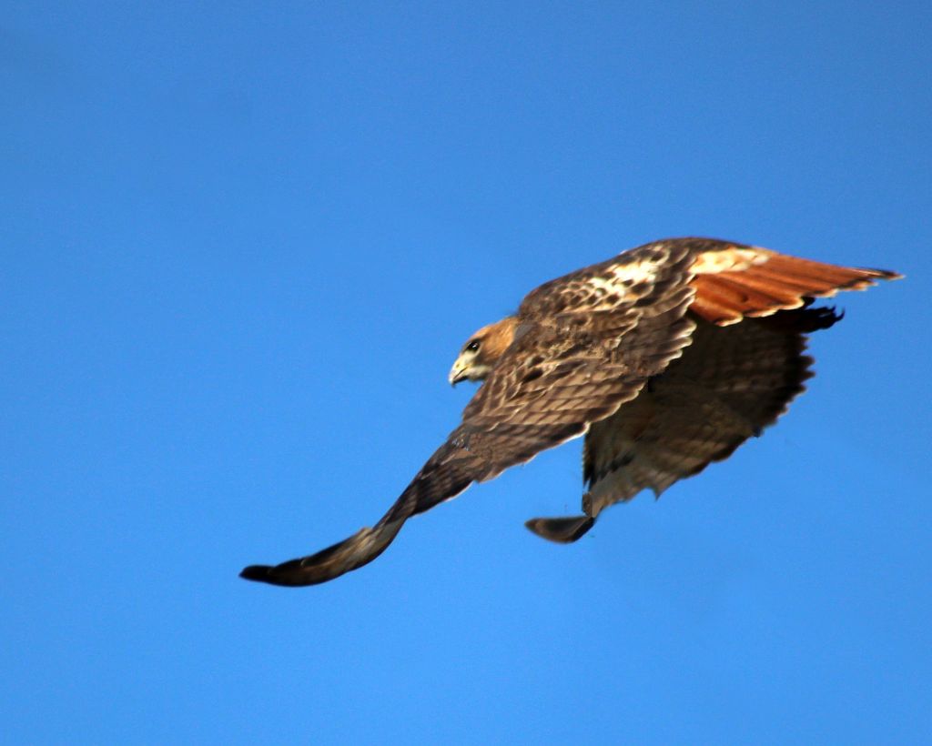 Hawk fly by