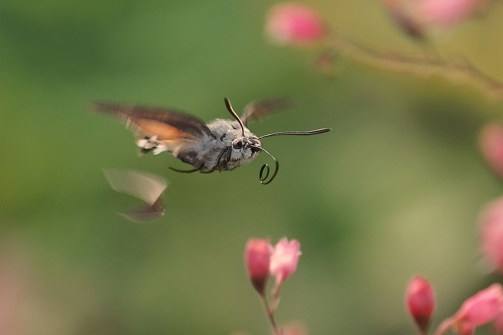 hawk moth