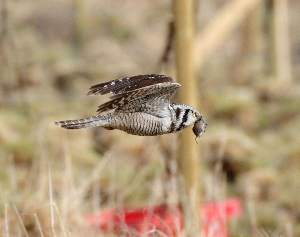 hawk owl