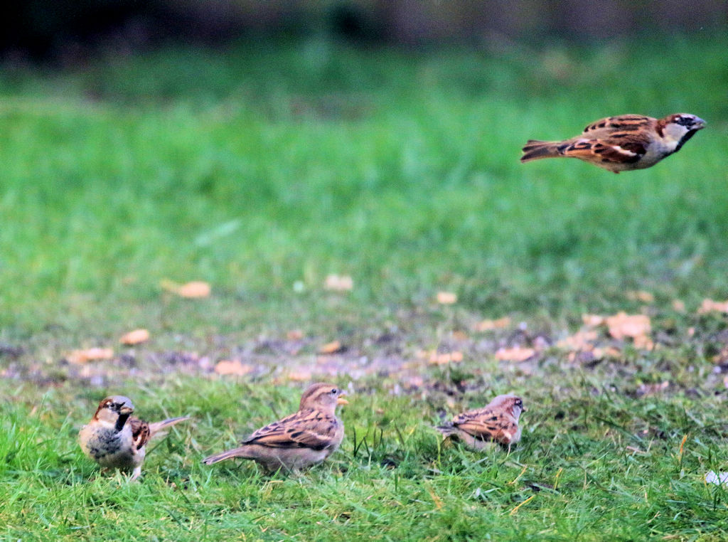 He is in a Hurry.