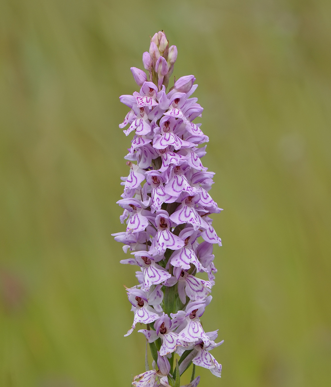 Heath Spotted-Orchid