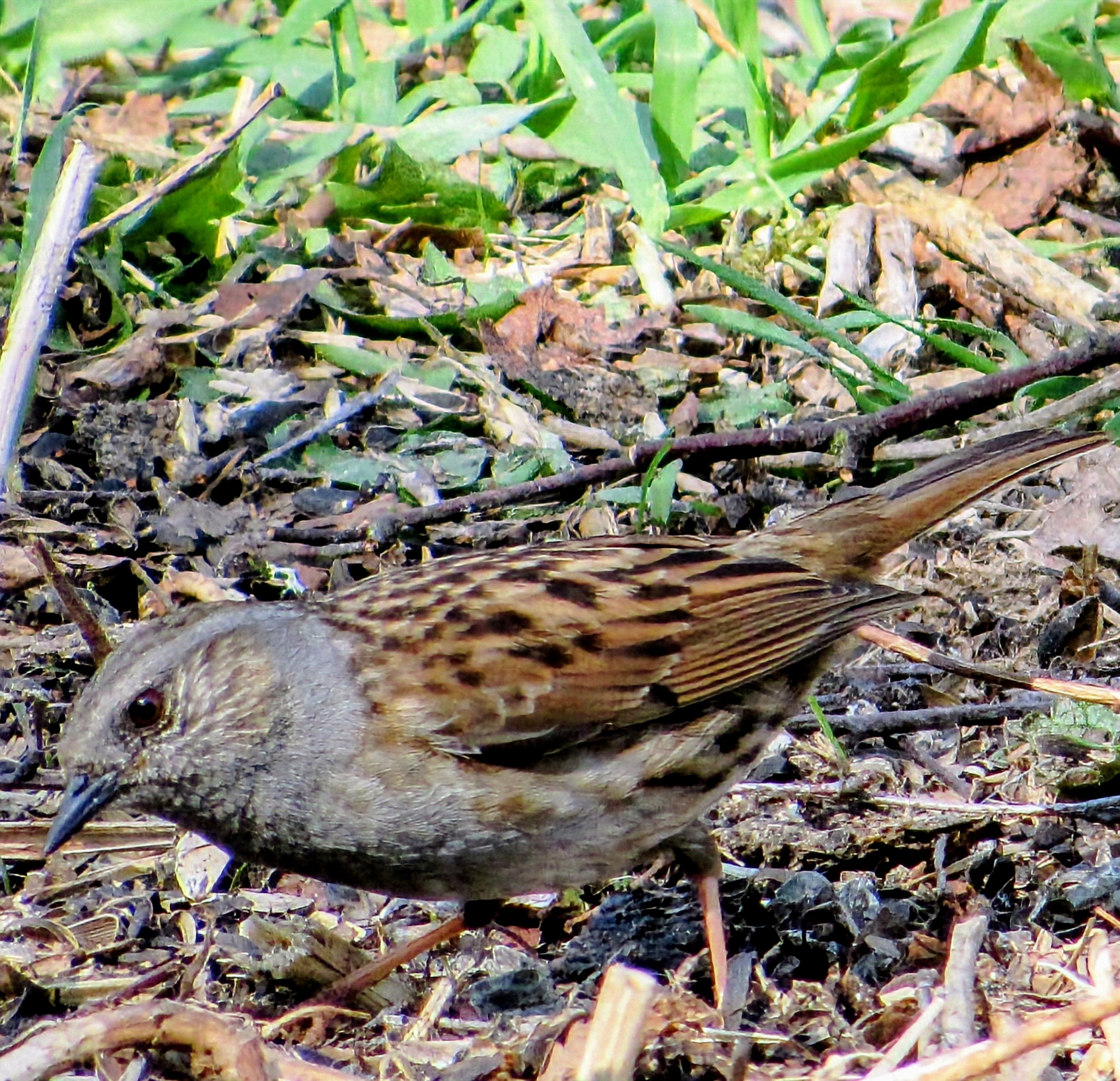 hedge accentor