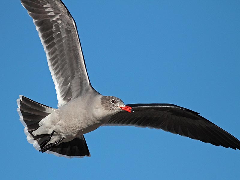 Heermann's Gull