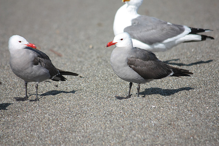 Heermann's gulls Somoma Coast