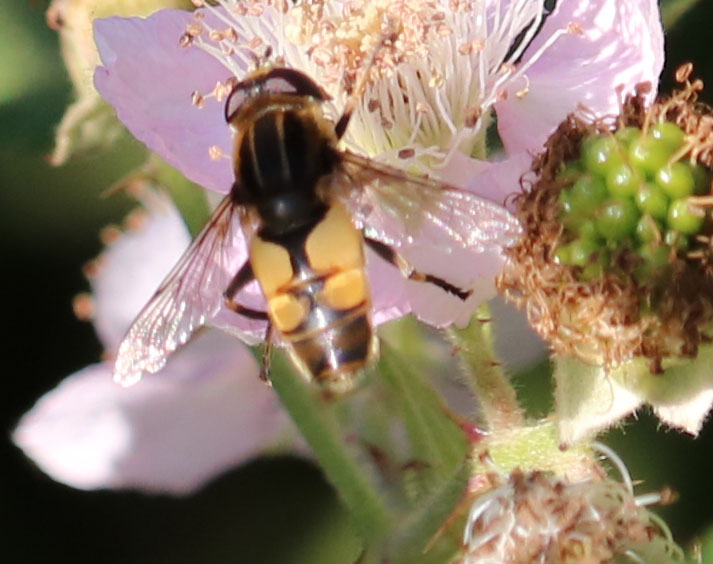 Heliophilus hybridus - hoverfly