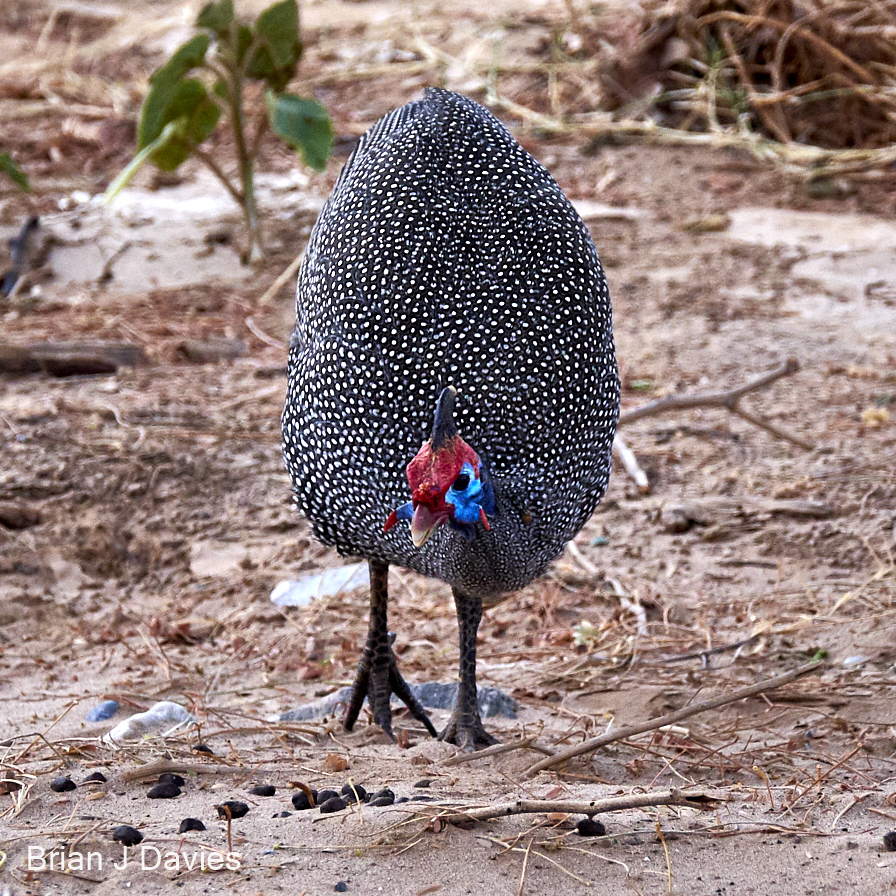 Helmeted Guineafowl