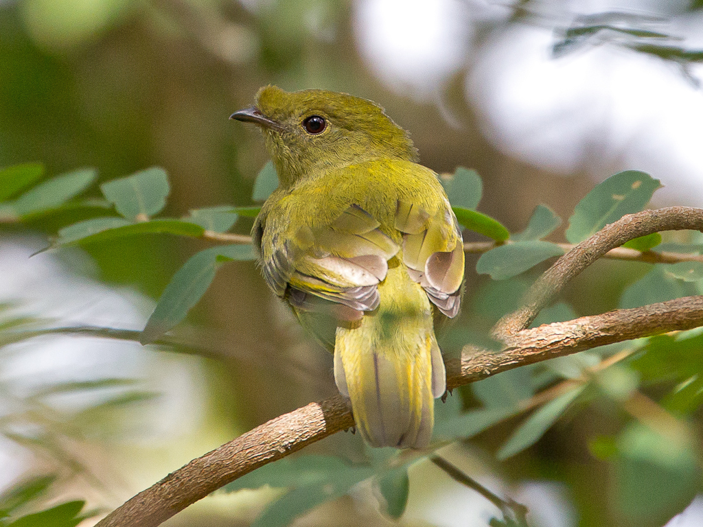 Helmeted Manakin