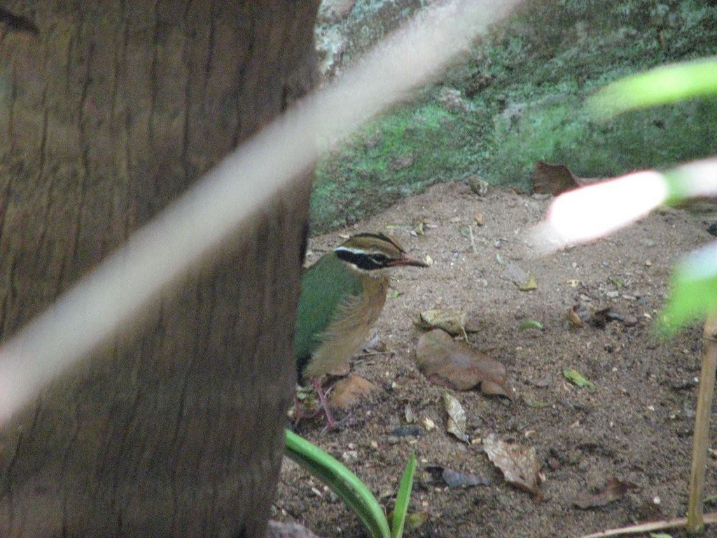 Help identify this bird pic 1