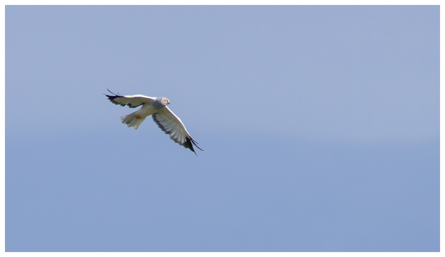 Hen Harrier