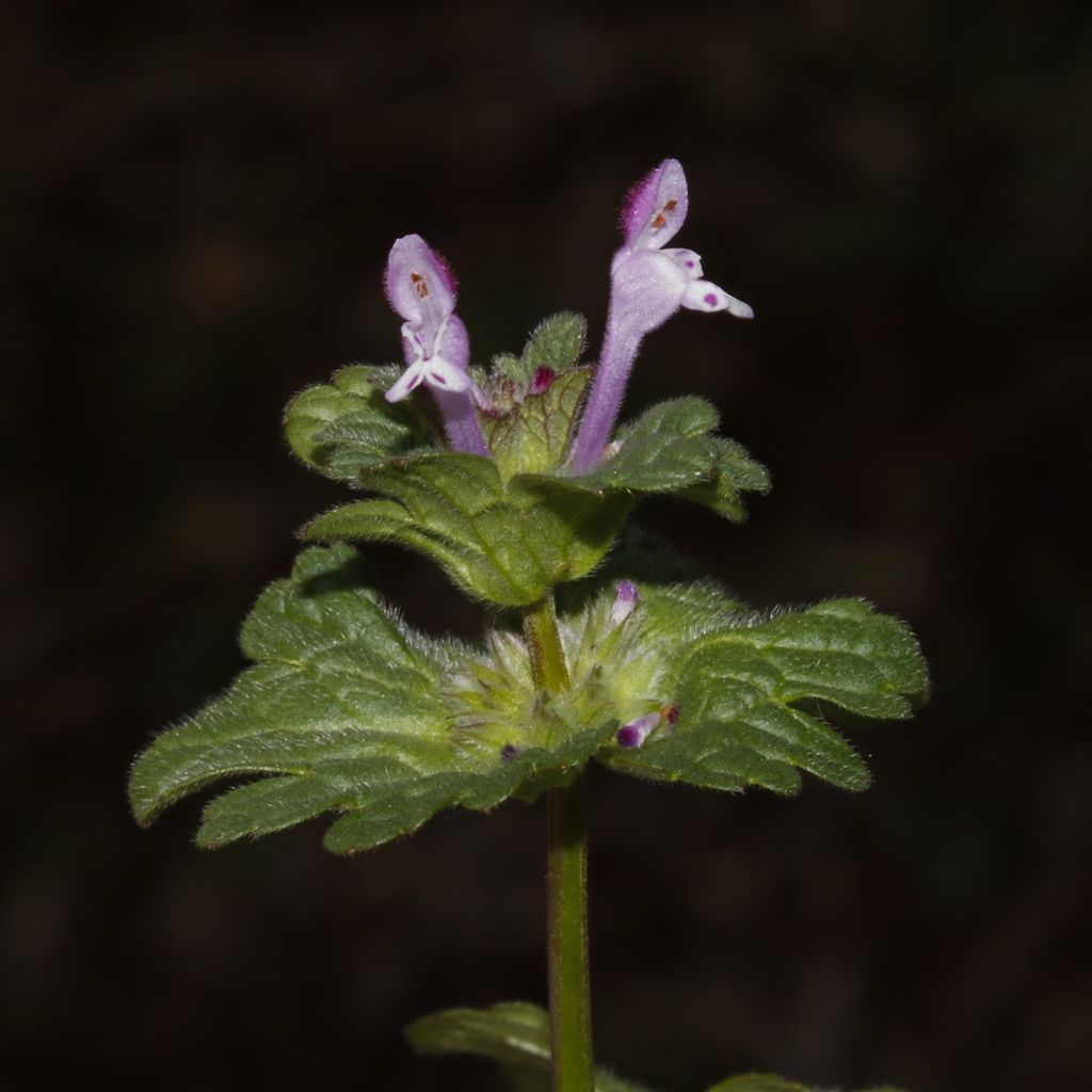 Henbit