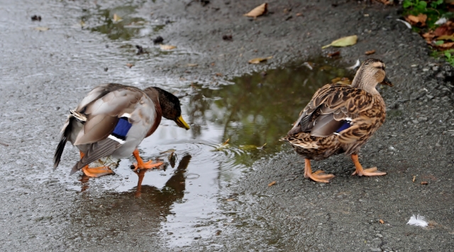 Henpecked Mallard...