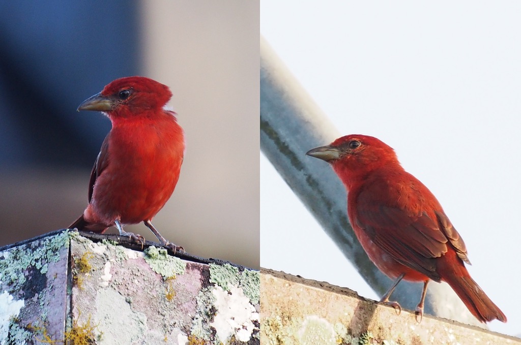 Hepatic Tanager - Male