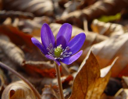 Hepatica transilvanica