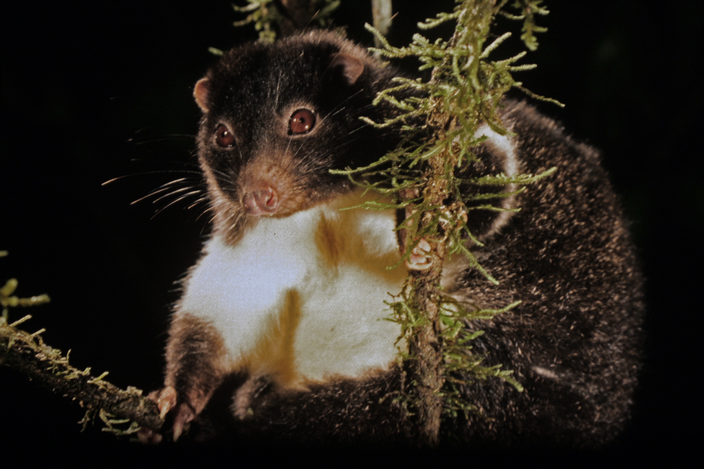 Herbert River Ringtail