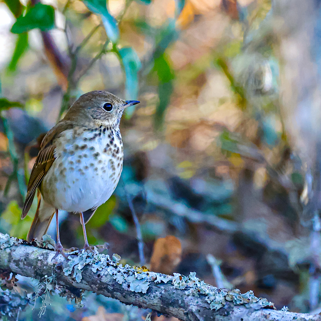 Hermit Thrush.jpg