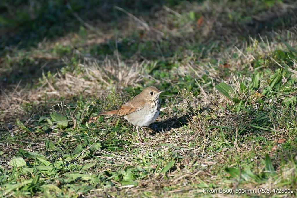 Hermit thrush