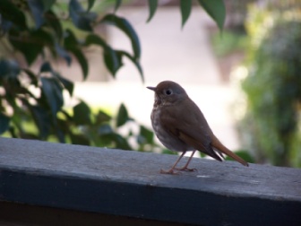 Hermit thrush