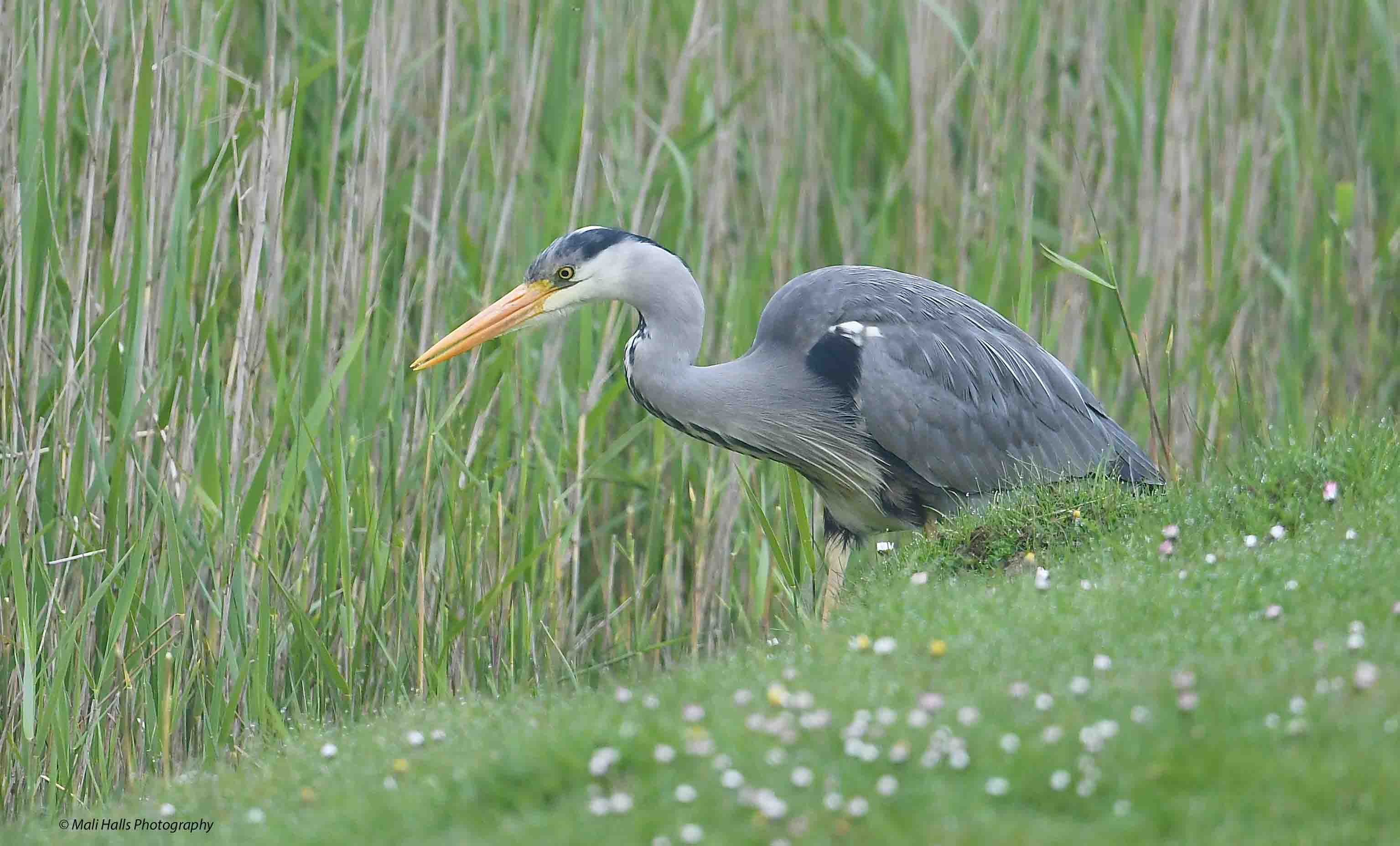 Heron 4038.jpg