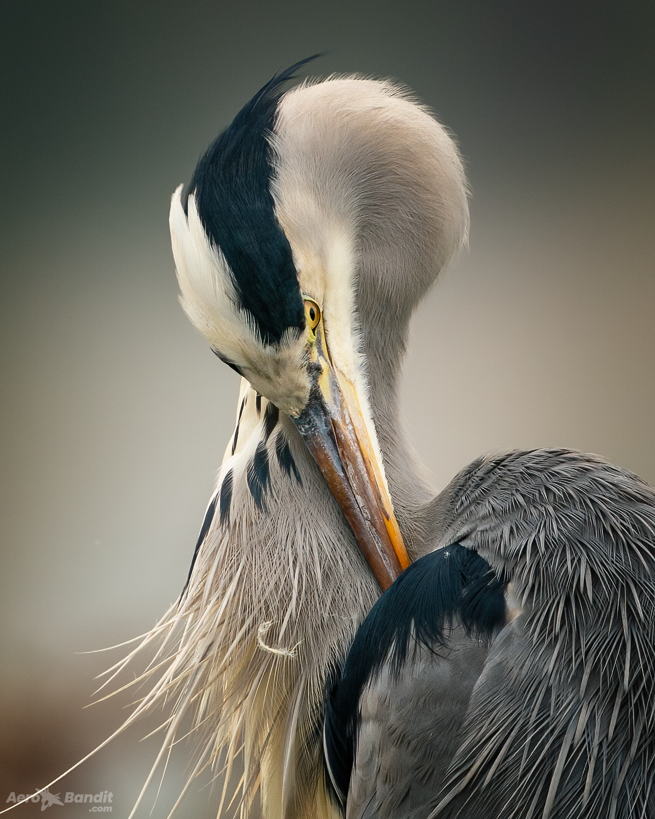 Heron being tidy