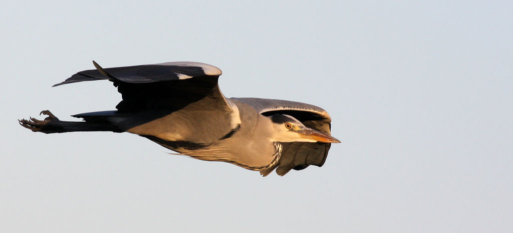 Heron follow up