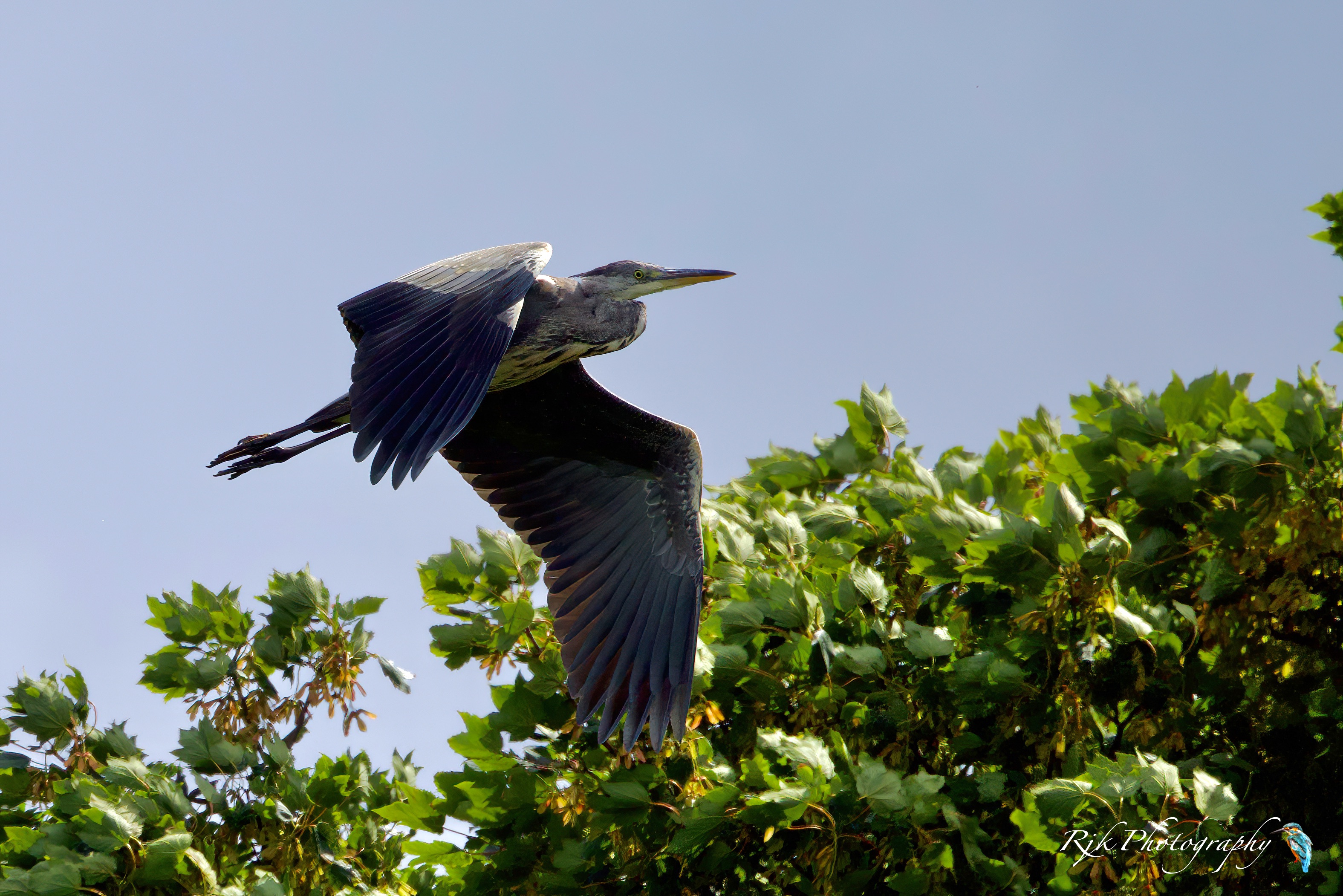 heron in flight