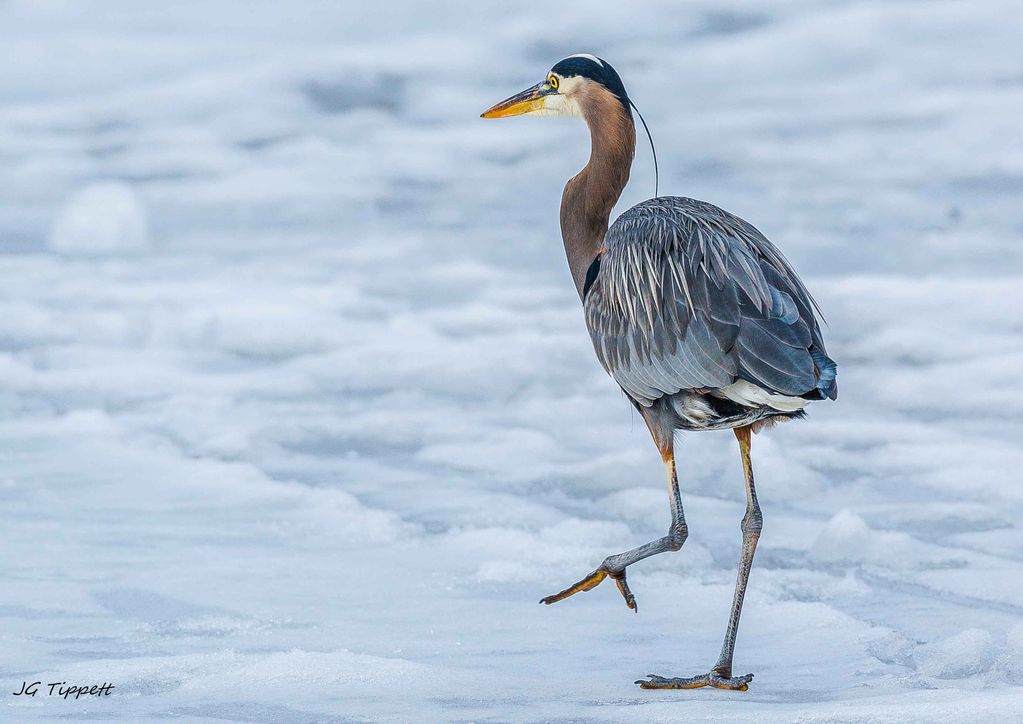 Heron on ice II