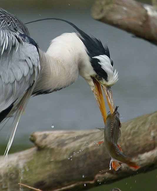 Heron with fish 2