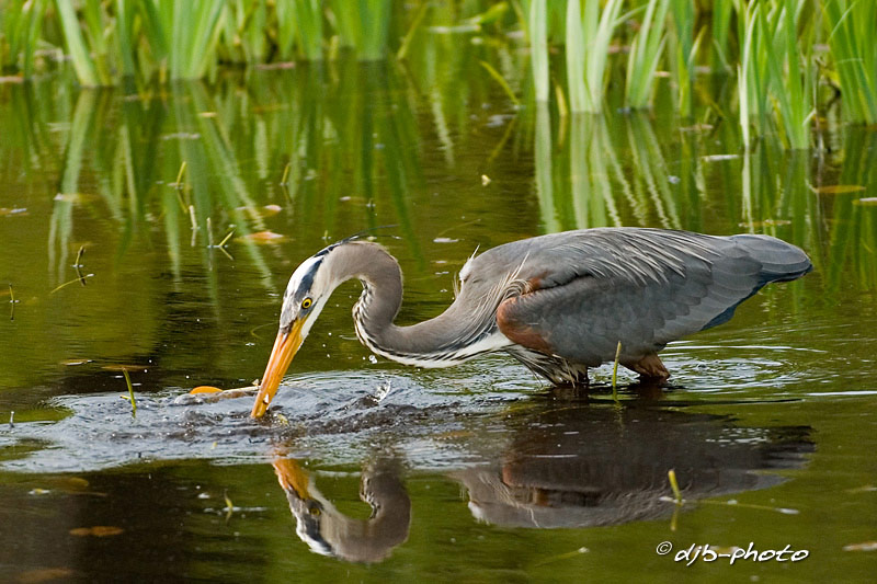 Heron