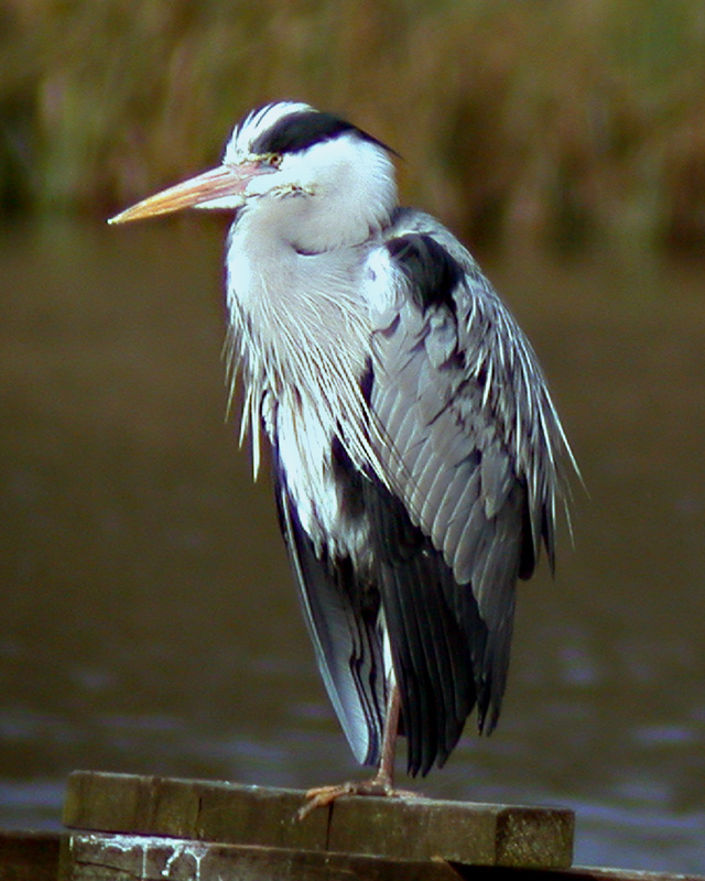 heron