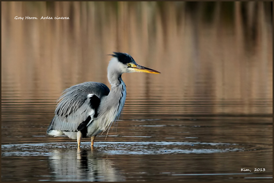 Heron