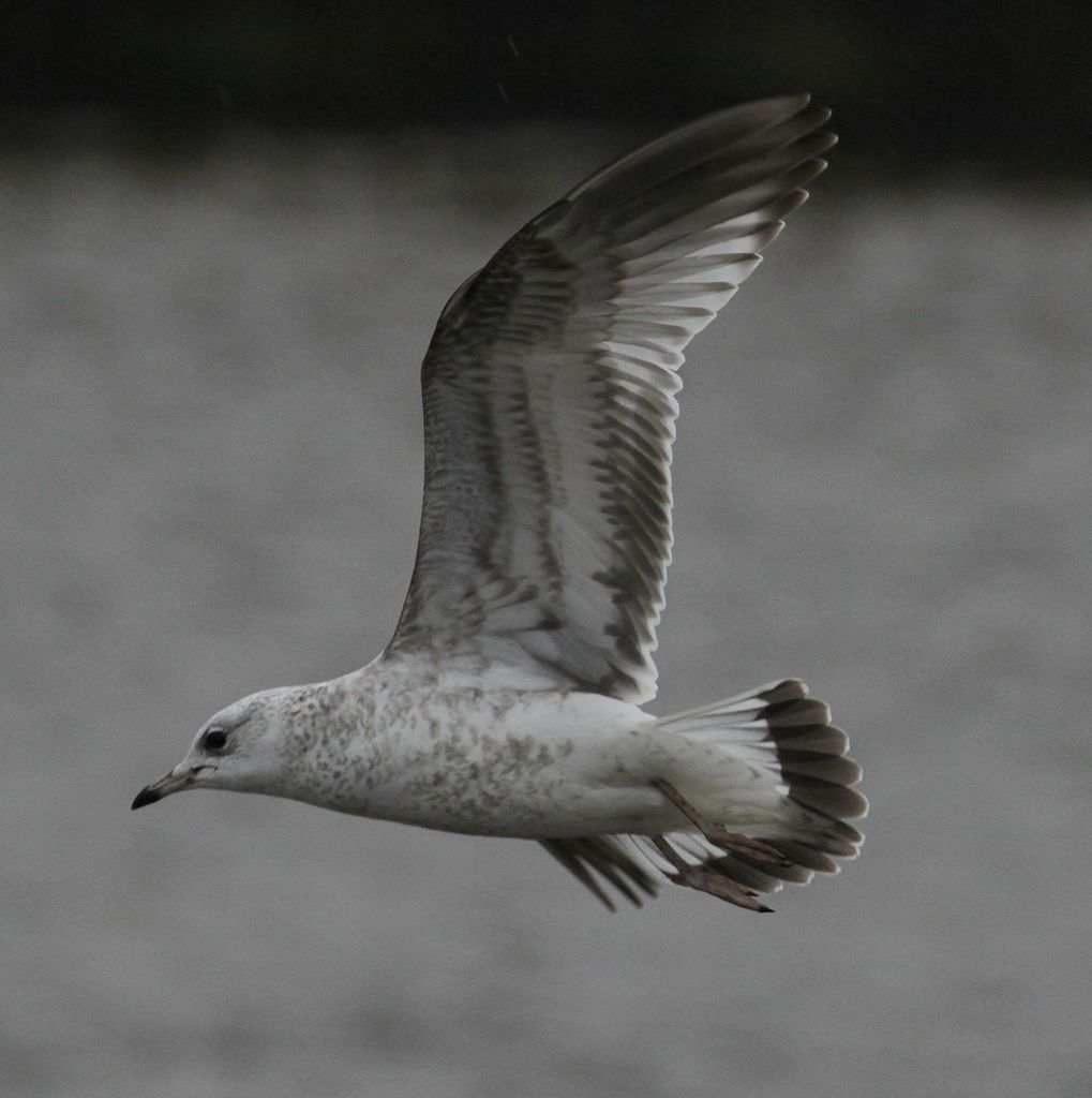 Herring Gull Juvenile