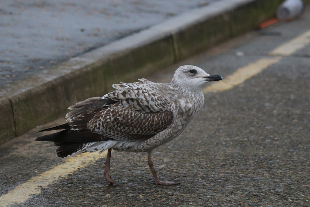 Herring Gull juvenile