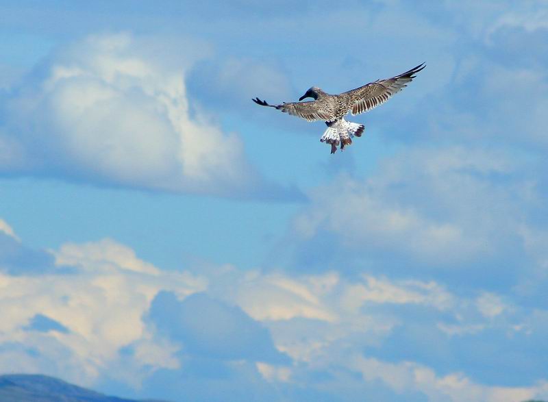 Herring Gull