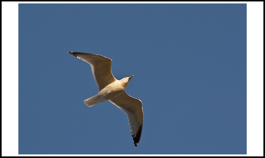 Herring Gull