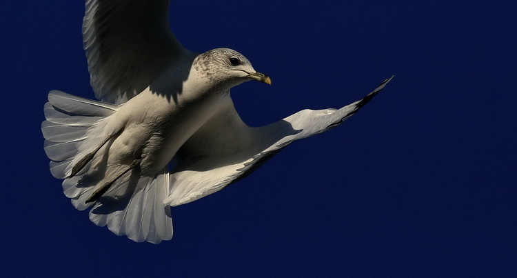 Herring Gull