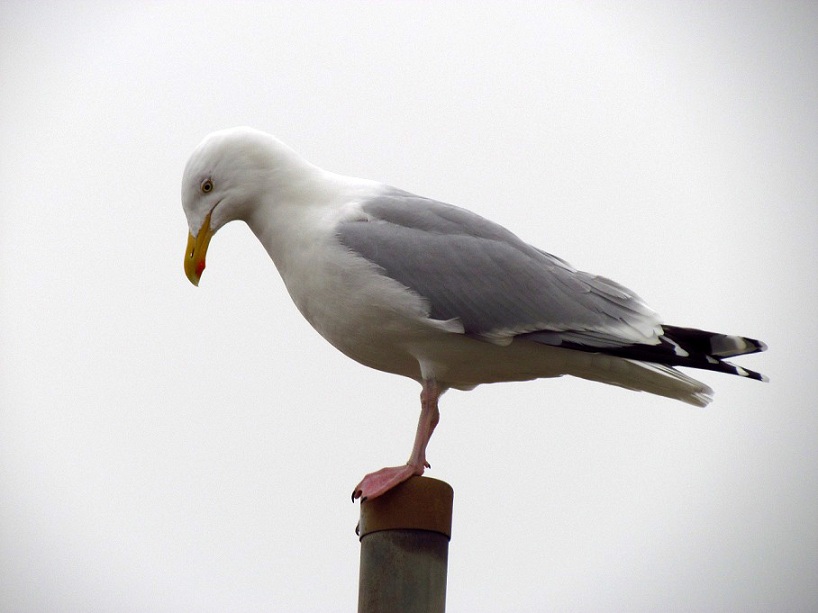 herring gull