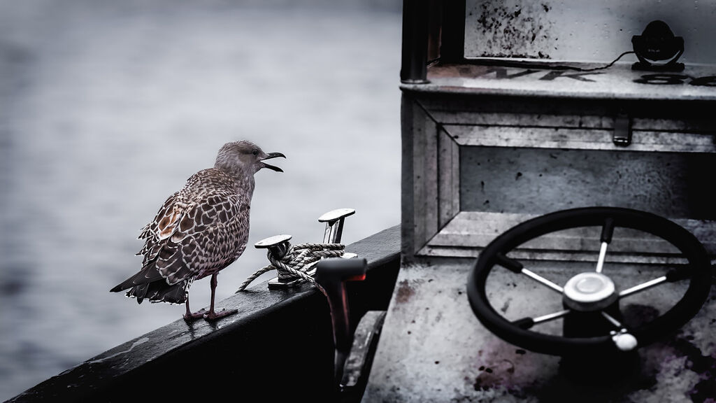 Herring gull