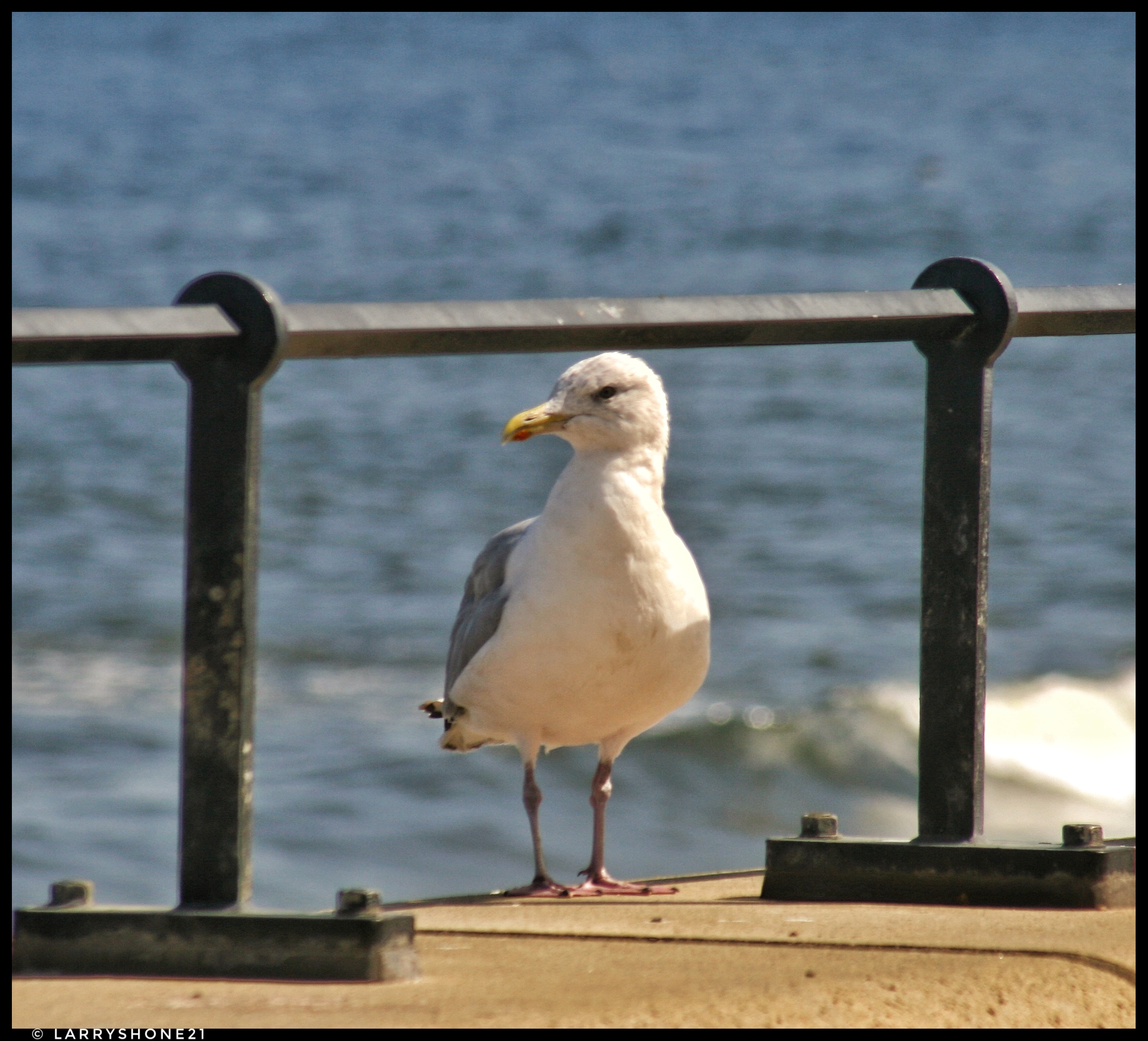 Herring Gull