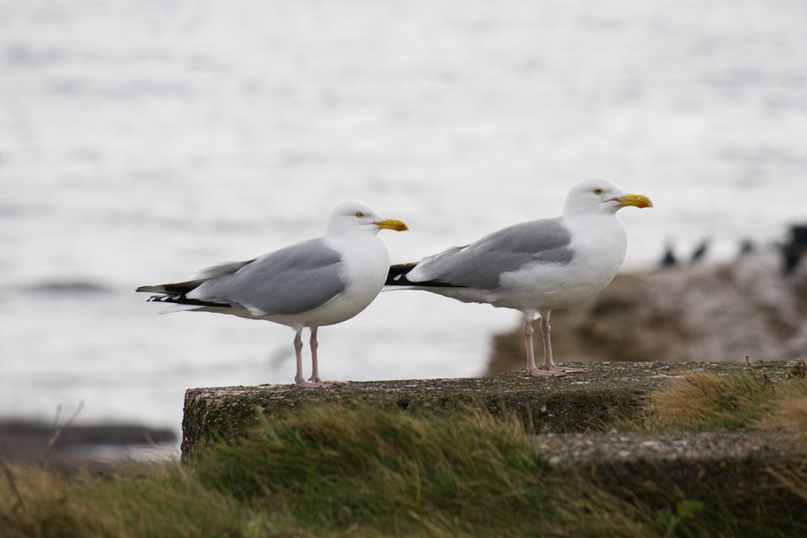 Herring Gulls