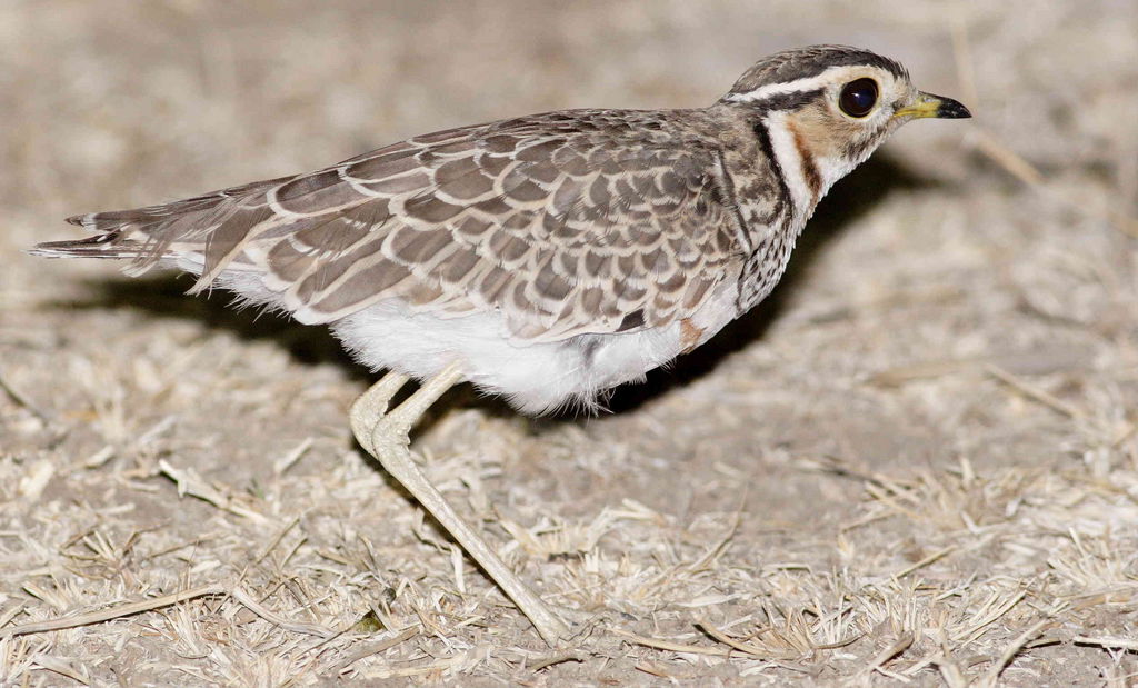 Heuglin's Courser